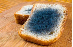 黃曲霉毒素對(duì)人體有哪些危害？